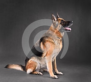 Studio shot of German Shepherd dog