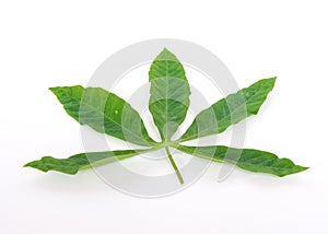 Studio shot green tropical Cassava leaves with stem isolated on white