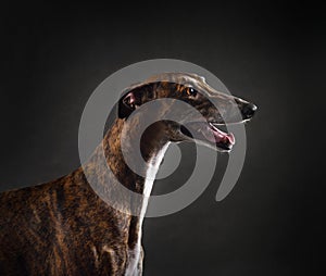 Studio shot of greyhound dog