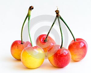 Studio shot group of Rainier cherries with long stems isolated on white photo