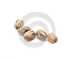 Studio shot heap of raw organic pecan nuts in-shell isolated on white