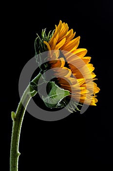 Studio shot of a large beautiful sunflower on Black background