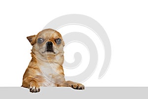 Studio shot of little golden color chihuahua isolated on white studio background. Concept of animal life, breeds, vet