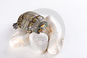 Studio shot of a little red-eared turtle  sitting on white stones