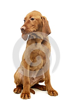 Studio shot of a lovely magyar vizsla puppy