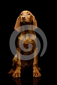 Studio shot of a lovely magyar vizsla puppy