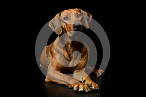 Studio shot of a lovely rhodesian ridgeback