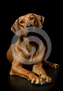 Studio shot of a lovely rhodesian ridgeback