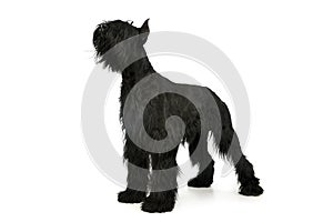 Studio shot of a lovely Schnauzer