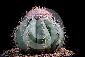 Studio shot of melocactus against dark background