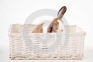 Studio Shot Of Miniature Brown And White Flop Eared Rabbit Sitting In Basket Bed On White Background