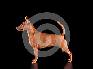 Studio shot of Miniature Pinscher