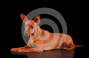 Studio shot of Miniature Pinscher