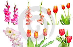 Studio Shot of mixed Colored Gladiolus and tulip Isolated on White Backgroud