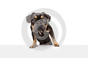Studio shot of nice dog, puppy isolated over white studio background. Concept of motion, action, pets love, animal life