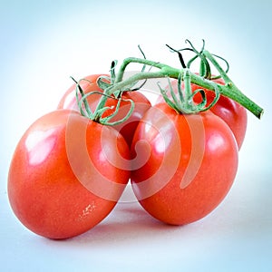 Studio shot organic four on vine ripened Roma tomatoes isolated on white background