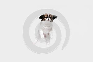 Studio shot of Papillon Fallen little dog isolated on white studio background