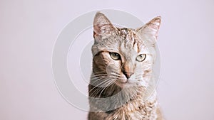 Studio shot portrait of ginger cat.