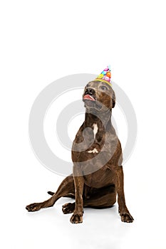 Studio shot of purebred dog, american pit bull terrier, posing in birthday hat isolated over white background