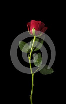 Studio shot red rose isolated on black background red rose with stem and leaf