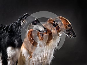 Studio shot of russian sighthound dogs