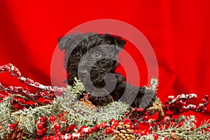 Studio shot of scottish terrier puppy on red studio background