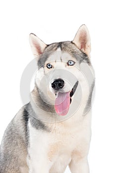 studio shot of siberian husky dog,