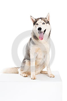 studio shot of siberian husky dog,