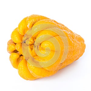 Studio shot single bright yellow Fingered Citron Buddha Hand citrus isolated on white