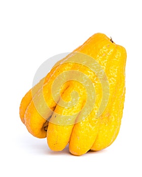 Studio shot single bright yellow Fingered Citron Buddha Hand citrus isolated on white