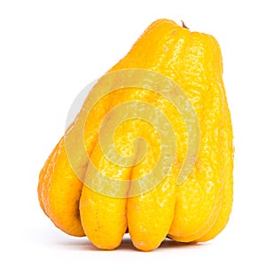 Studio shot single bright yellow Fingered Citron Buddha Hand citrus isolated on white