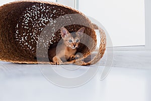 Studio shot of small cute abyssinian kitten playing in the basket at home, white window background. Young beautiful purebred short