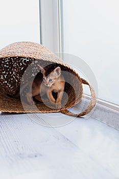 Studio shot of small cute abyssinian kitten playing in the basket at home, white window background. Young beautiful purebred short