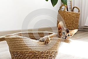 Studio shot of small cute abyssinian kitten sitting in the basket at home, white wall background. Young beautiful purebred short