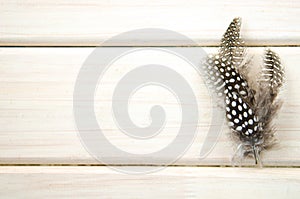 Studio shot of spread of three of black and white spotted patterned and textured guinea fowl feathers white