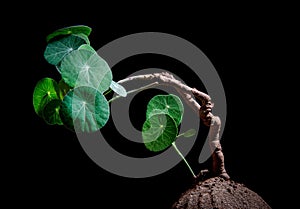 Studio shot of  Stephania erecta Craib against dark background