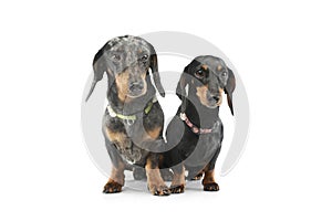 Studio shot of two adorable Dachshunds