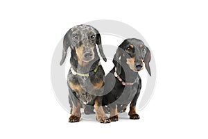 Studio shot of two adorable Dachshunds