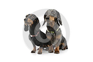 Studio shot of two adorable Dachshunds