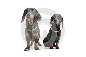 Studio shot of two adorable Dachshunds