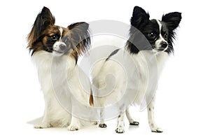 Studio shot of two adorable papillons