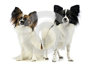 Studio shot of two adorable papillons