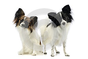 Studio shot of two adorable papillons