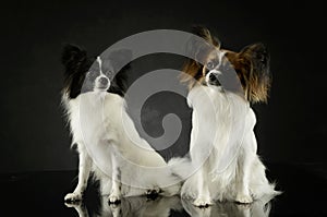 Studio shot of two adorable papillons