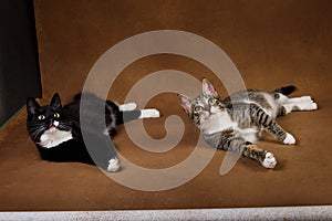 Studio shot of a two cats sitting on brown background photo