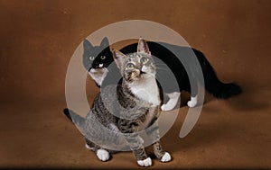 Studio shot of a two cats sitting on brown background photo