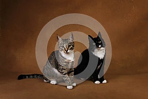 Studio shot of a two cats sitting on brown background photo