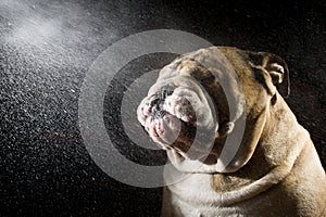 Studio shot water drops with dog bulldog