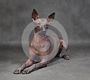 Studio shot of Xoloitzcuintli dog