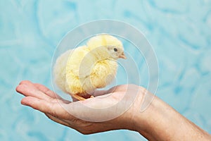 Studio shot of yellow chicken on woman`s hand